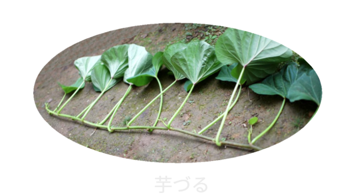 夏野菜としておすすめの芋づる