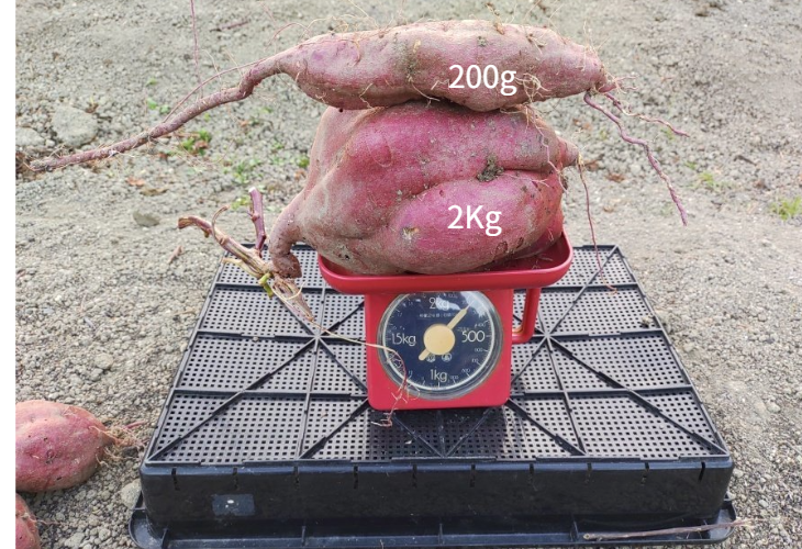 垂直栽培で育った2kgの巨大なさつまいもと通常サイズの比較