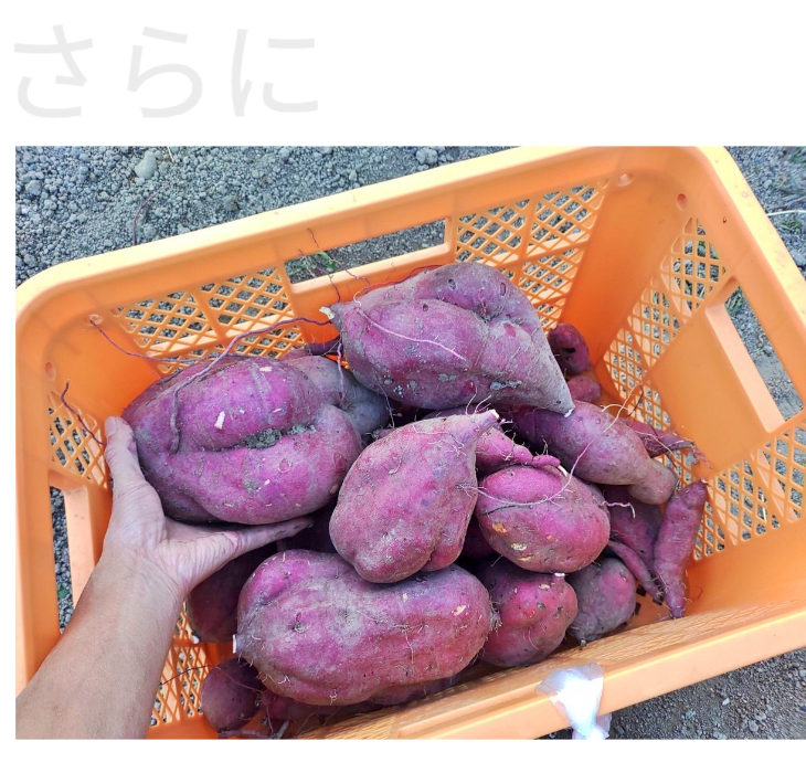 秋に収穫したカゴいっぱいのさつまいも