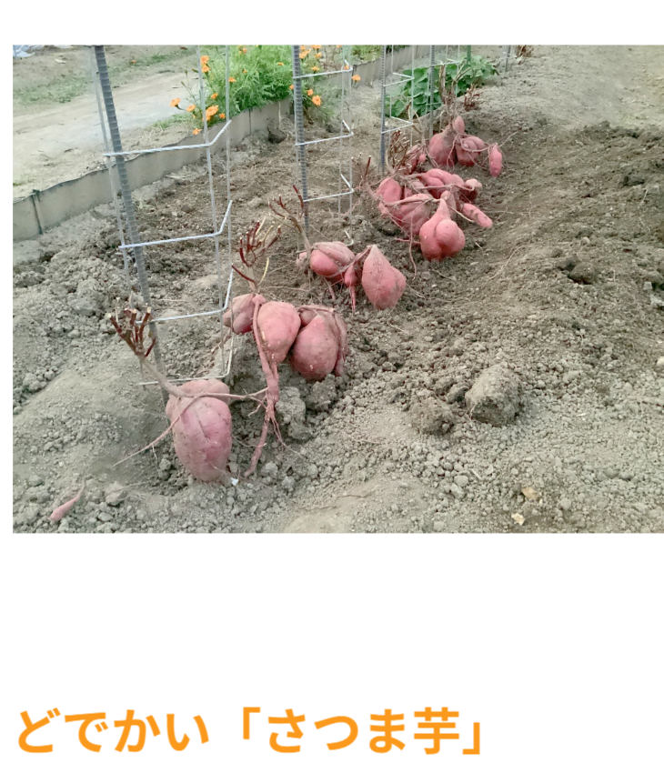 秋には土の中からどでかいさつまいも