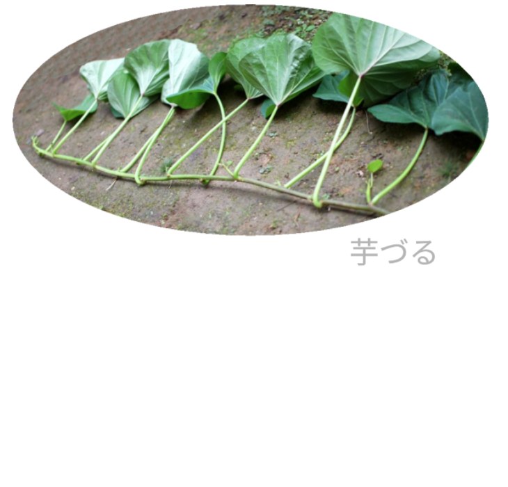 新聞紙1枚のスペースで肥料と農薬に頼らない芋づるの垂直栽培