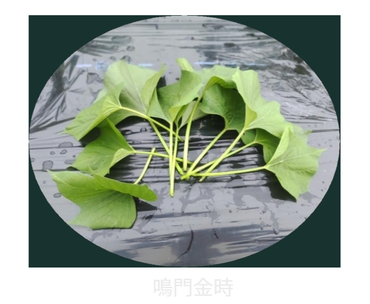 家庭菜園で育てた鳴門金時の芋づる（葉と茎）。暑い夏を乗りきるとっておきの絶品野菜！