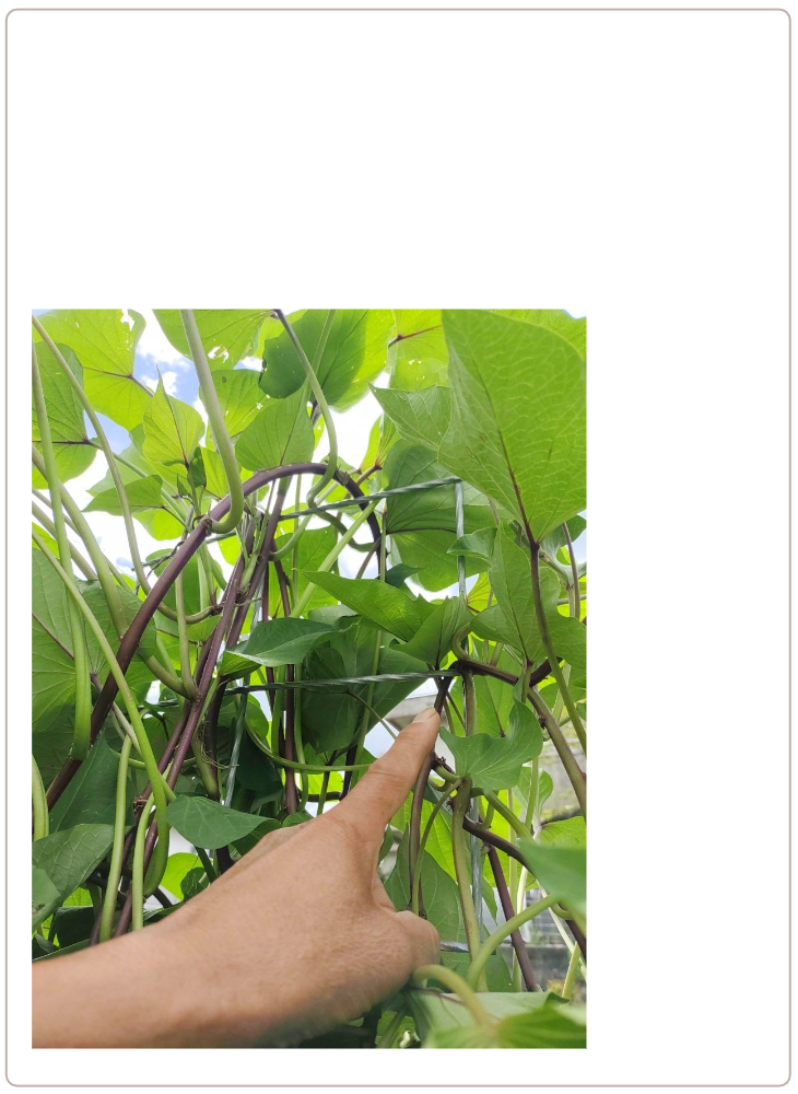 アイデアメッシュの理念（夢）を伝えるメッセージ画像。ロゴと共に「犯罪の少ない安心なまちづくり」というビジョンを掲げ、バラ用支柱がその一助となることを願う宣言文。前半の「機能解説」から、後半の「社会実装」へとテーマを繋ぐ、サイト構成上の重要な分岐点。 / Corporate philosophy image featuring the "Idea Mesh" logo and the word "Dream." Declares the vision of "building safe towns with less crime," expressing the hope that the Rose Trellis will serve this cause. Acts as a strategic bridge moving from product features to social implementation.
