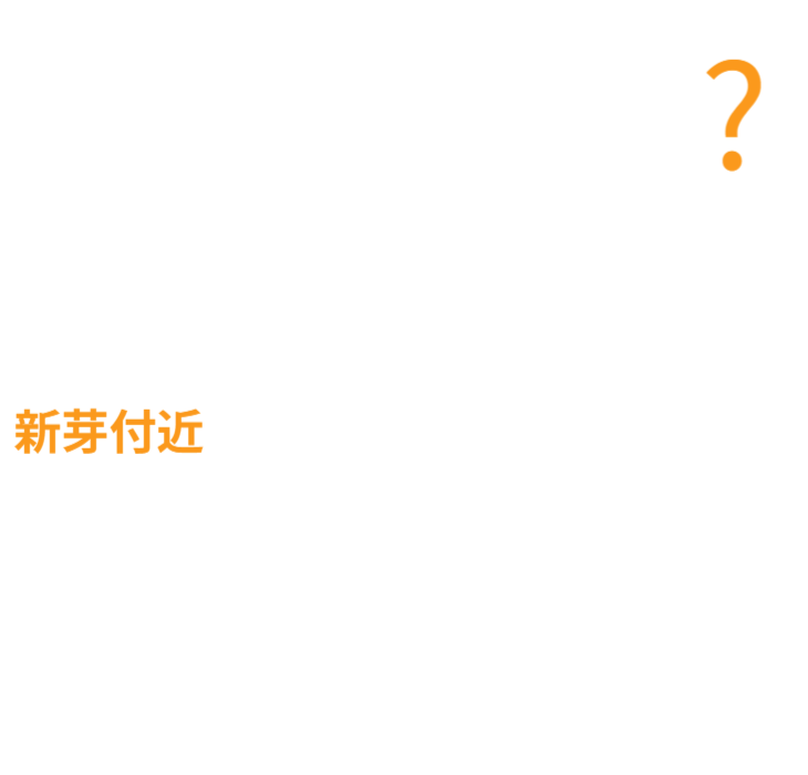 美味しく食べられる芋づる（葉柄）のおひたし料理。シャキシャキ食感がクセになる！葉っぱに続く柔らかい茎を味わい、毎朝の食卓が豊かになります