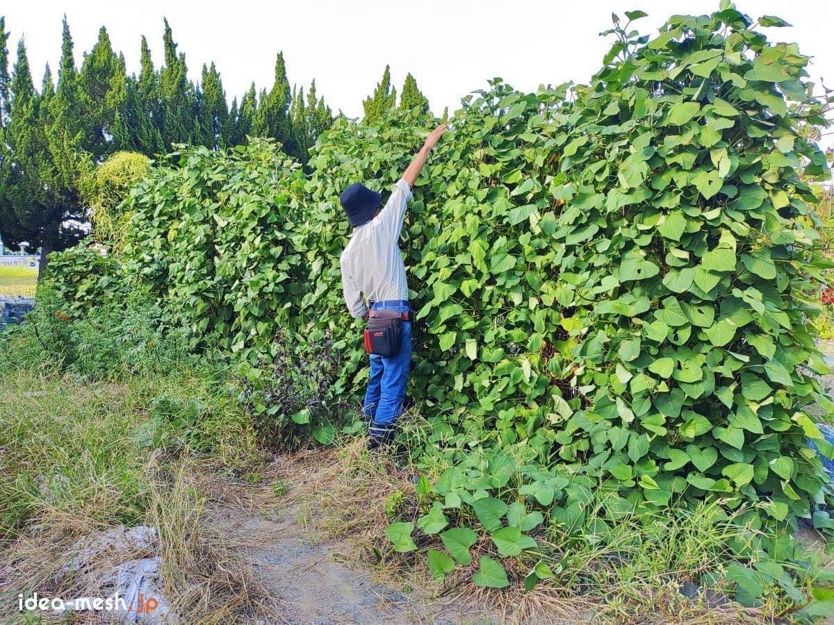 専用支柱を使ったさつまいもの垂直栽培の前に男性が立っている状態