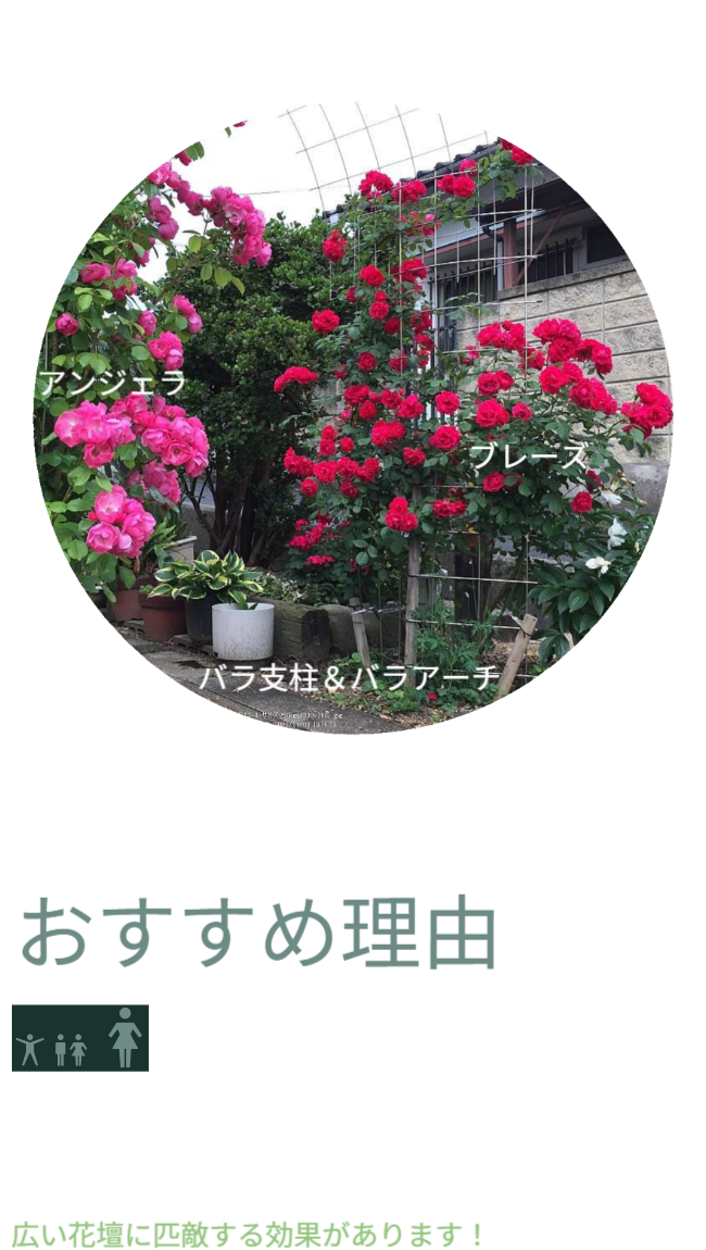 ※写真にはバラ支柱使っバラアーチにバラが咲いている状態が写っています。