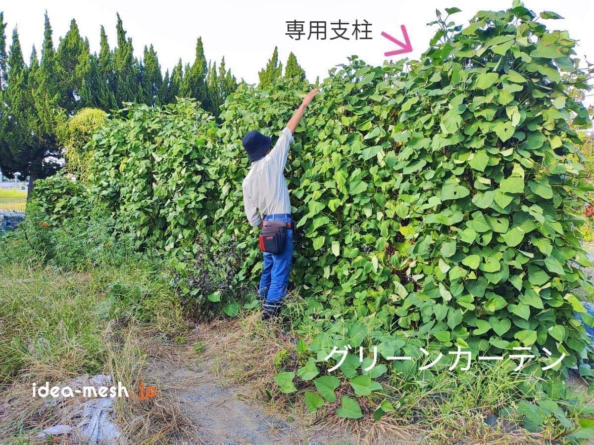 ※写真にはさつまいも垂直栽培『専用支柱』を使った芋づるの垂直栽培と男性を正面から見た状態が写っている。芋づるを垂直栽培した場合のグリーンカーテンとして役立つことが良く理解できる。