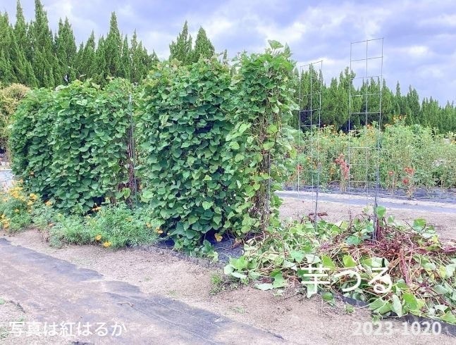 専用支柱で育ったさつまいもの芋ずる前に男性が一人立っている