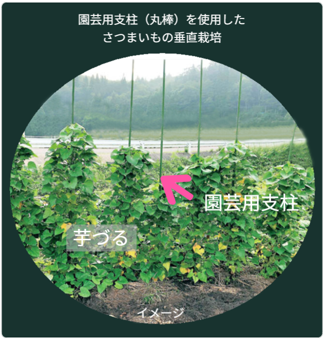 園芸用支柱を使用したさつまいもの垂直栽培