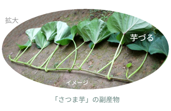 ※写真はさつまいもの副産物となる「芋づる」の一部分が拡大された写真