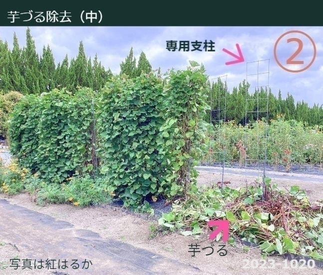 芋づる除去（中）※写真には芋づるが栽培中のものと芋づるが支柱の下に取り除かれた状態が写っています。芋づるが除去される前後の状態と取り除かれた芋づるのボリュームが良く理解できます。