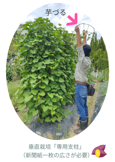 垂直栽培「専用支柱」／新聞紙一枚の広さが必要です。※写真では「芋づる」が垂直栽培されている横で男性が両手を上に伸ばして芋づるを差し出している。双方を比較すると垂直に育っている芋づるのボリュームに驚く方が多いのでは？