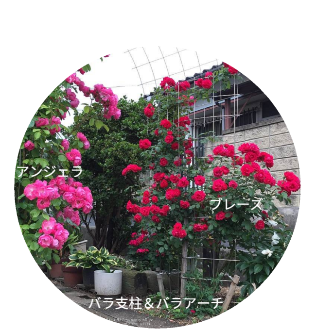※写真にはバラ支柱使っバラアーチにバラが咲いている状態が写っています。