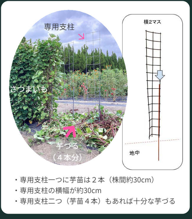 さつまいも栽培に使用する専用支柱の構造と使用方法を示しています。支柱一本につき芋苗2本、株間約30cmで配置し、支柱の横幅も約30cm。2本の支柱で芋苗4本分の芋づるを十分に育てられることが図解されています。