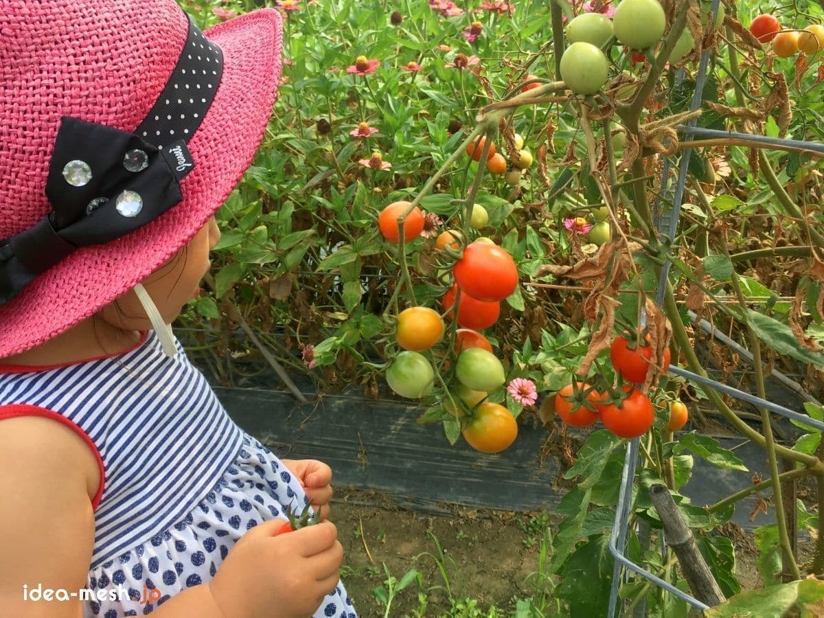 子供がバラ用支柱のミニトマトを見ている状態