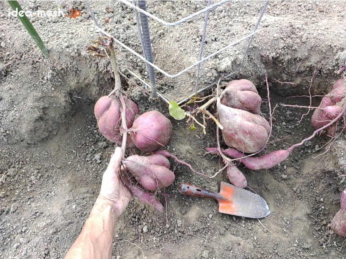 ※写真は専用支柱を背面上から見た状態（さつまいもを収穫中）