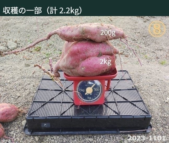 収穫の一部（計2.2Kg）　※こちらの写真はさつま芋2個を計りにかけている写真ですが、一個は2Kgで非常に大きくもう一個は200gとなっています。