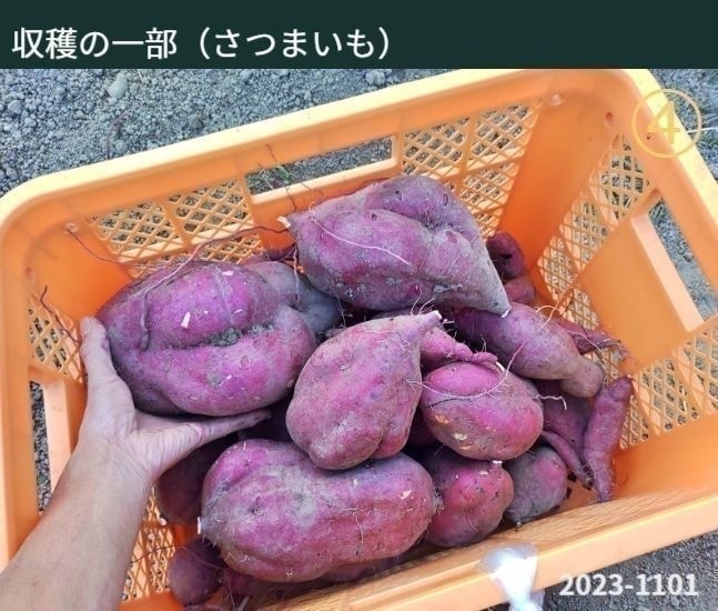 収穫の一部（さつまいも）　※写真はさつまいもをキャリー内に入れている状態ですが、男性の左手で大きなさつまいもを一個握っていることで、さつまいもが非常に大きいことが理解できます。