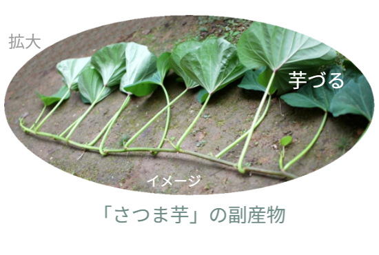 ※写真はさつまいもの副産物となる「芋づる」の一部分が拡大された写真