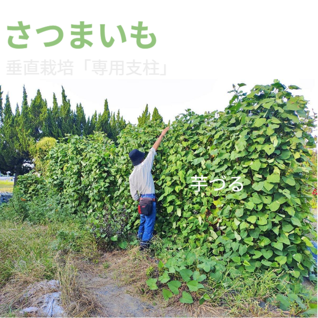 前半で紹介した「さつまいもの垂直栽培」を、四角いフレームで再提示。人の背丈を超える圧倒的な緑のボリューム感を、トリミングなしのフルサイズで見せることで、そのスケール感を改めて強調。 / Re-presentation of the "Vertical Sweet Potato Cultivation" introduced in Part A, now in a square frame. Emphasizes the overwhelming scale of the greenery surpassing human height by showing it in full, untrimmed view.