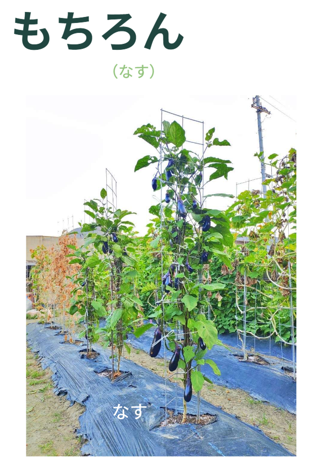 ナスの垂直栽培実例。枝を横に広げず真上に誘引する栽培法において、「専用支柱」の真価を実証。丸棒の支柱 では枝を一本ずつ縛る必要があるが、メッシュ構造なら数本の枝をまとめて持ち上げ、支柱に「ヒモ掛け」するだけで固 定 可 能。 作 業 時 間 を劇 的 に短 縮 し、 誰 でも簡 単 に垂 直 栽 培 ができる利 点 を強 調。 / Vertical cultivation example of Eggplants. Demonstrates the true value of the "Specialized Trellis." Unlike round poles where branches must be tied individually, the mesh structure allows multiple branches to be lifted and secured simply by "hooking a string" across the mesh. Highlights the dramatic reduction in labor time, making vertical cultivation easy for anyone.