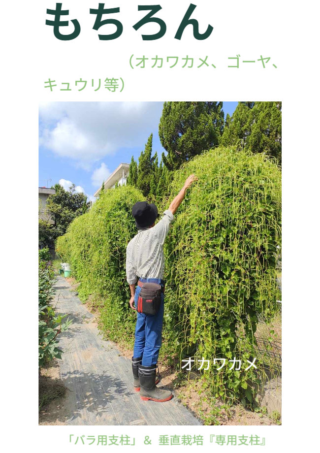 オカワカメの垂直栽培実例。手を高く伸ばした人物さえも小さく見えるほど、支柱の最上部まで緑が繁茂している。高さ200cmの「専用支柱」が植物の生育力を最大限に引き出し、強固な「緑のカーテン（天然の目隠し壁）」を形成する繁殖力の証明写真。 / Actual example of vertical cultivation using "Okawakame" (Okinawa Spinach). The plant grows so vigorously up to the top of the 200cm "Specialized Trellis" that the person reaching up looks small. Proof of how the structure supports a massive "Green Wall" for privacy and shade.