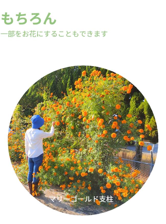 もちろん、一部をお花にすることもできます。※写真にはさつまいも垂直栽培「専用支柱」を使ったマリーゴールドの垂直栽培と女性を正面から見た状態が写っています。