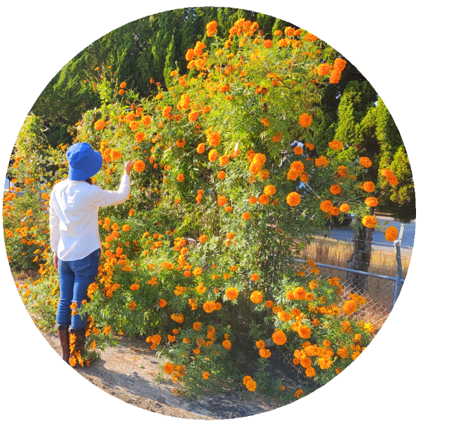 人の背丈を超える高さまで成長したマリーゴールドの垂直栽培実例。一般的な園芸支柱では支えきれないボリュームを、高さ200cmのバラ用支柱が堅牢に保持。「目線の高さで楽しめる」という魅力に加え、敷地境界における自然な目隠し効果も発揮。 / Vertical cultivation of Marigolds growing taller than a person. The 200cm Rose Trellis firmly supports the heavy volume that ordinary poles cannot. Creates a beautiful "flower wall" that functions as a natural privacy screen.