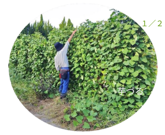 さつまいもの垂直栽培（1/2）。人と並ぶ高さまで茂った緑の壁が、日差しを遮り食料を生み出す「緑のカーテン」として機能している様子。 / Vertical Sweet Potato Cultivation (1/2). A lush green wall as tall as a person, functioning as a green curtain.