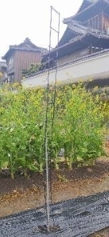アイデアメッシュのマスコット