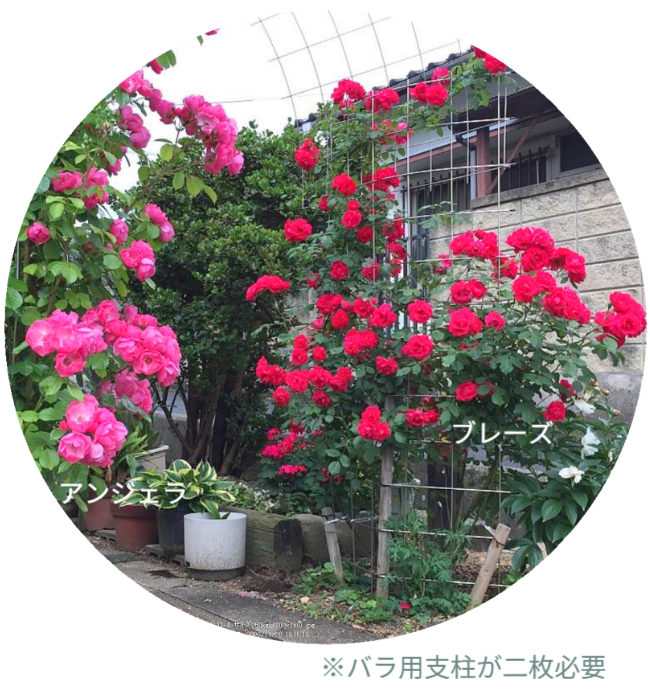 バラアーチの設置事例。しかし、これは単なる園芸の紹介ではありません。地上200cmの「バラ用支柱」で、犯罪の少ない安心な暮らしを構築する「シンプルでもオンリーワン」の提言です。かつて世界に誇る治安を支えていた日本の先人の知恵「壁に耳あり障子に目あり」を現代に蘇らせ、心理的抑止力で社会を守る「アイデアメッシュ」の新たな挑戦を、ここから世界へ発信します。 / Installation example of a Rose Arch (A-01). However, this is not just about gardening. It is a proposal from Japan to build a safe society using the 200cm "Rose Trellis." We introduce Idea Mesh's challenge to revive the traditional Japanese wisdom of "Walls have ears" (sense of being watched) through modern design, creating psychological deterrence to prevent crime.