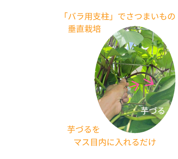 「バラ用支柱」のコンセプト画像。「目線の高さで楽しめる垂直栽培の魅力」。高さ200cmの支柱が、花や緑を人の視界レベル（アイレベル）まで持ち上げ、美しい景観を作ると同時に、外部からの視線を自然に遮る「見せないガード」としての機能を示唆。 / Concept text: "Charm of Vertical Cultivation enjoyed at Eye Level." Indicates that the 200cm trellis lifts plants to human height, creating a beautiful floral landscape that also serves as a natural privacy shield against outside eyes.