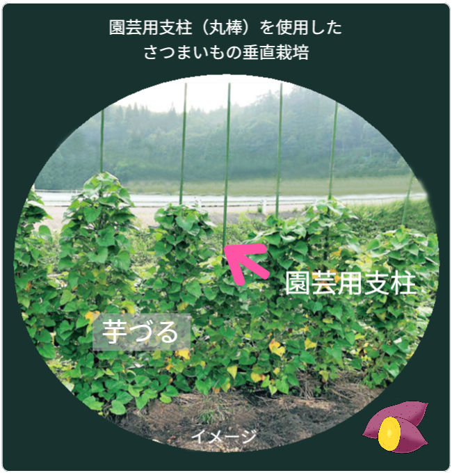 園芸用支柱を使用したさつまいもの垂直栽培