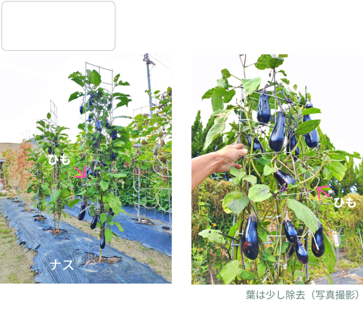 「バラ用支柱」のコンセプト画像。「目線の高さで楽しめる垂直栽培の魅力」。高さ200cmの支柱が、花や緑を人の視界レベル（アイレベル）まで持ち上げ、美しい景観を作ると同時に、外部からの視線を自然に遮る「見せないガード」としての機能を示唆。 / Concept text: "Charm of Vertical Cultivation enjoyed at Eye Level." Indicates that the 200cm trellis lifts plants to human height, creating a beautiful floral landscape that also serves as a natural privacy shield against outside eyes.