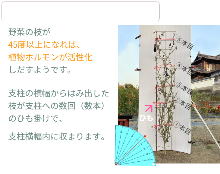 「バラ用支柱」のコンセプト画像。「目線の高さで楽しめる垂直栽培の魅力」。高さ200cmの支柱が、花や緑を人の視界レベル（アイレベル）まで持ち上げ、美しい景観を作ると同時に、外部からの視線を自然に遮る「見せないガード」としての機能を示唆。 / Concept text: "Charm of Vertical Cultivation enjoyed at Eye Level." Indicates that the 200cm trellis lifts plants to human height, creating a beautiful floral landscape that also serves as a natural privacy shield against outside eyes.