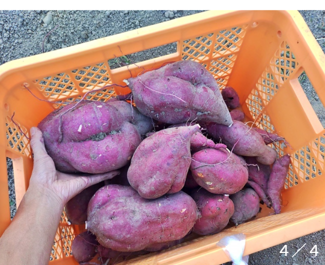 人の背丈を超える高さまで成長したマリーゴールドの垂直栽培実例。一般的な園芸支柱では支えきれないボリュームを、高さ200cmのバラ用支柱が堅牢に保持。「目線の高さで楽しめる」という魅力に加え、敷地境界における自然な目隠し効果も発揮。 / Vertical cultivation of Marigolds growing taller than a person. The 200cm Rose Trellis firmly supports the heavy volume that ordinary poles cannot. Creates a beautiful "flower wall" that functions as a natural privacy screen.