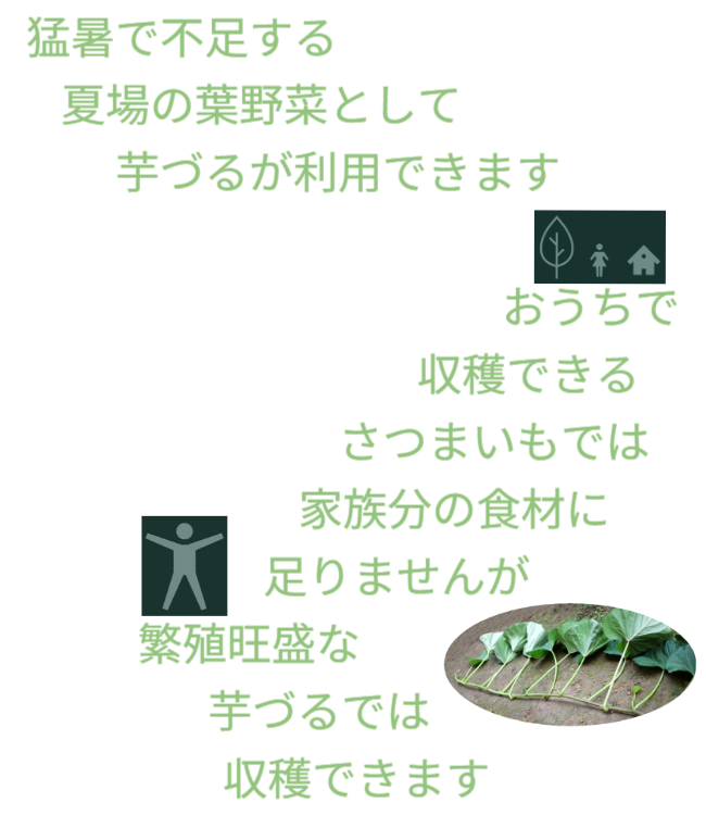 「バラ用支柱」の省スペース性を象徴するキャッチコピー。「新聞紙1枚程（見開き）の広さがあれば、さつまいもの垂直栽培が可能です」というメッセージ。狭小地でも設置可能なため、都市型ガーデニングや防犯対策の導入障壁を下げる。 / Catchphrase highlighting space efficiency: "Vertical Sweet Potato Cultivation is possible with just the space of a spread newspaper."