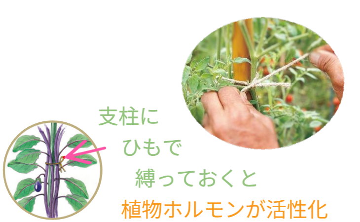「バラ用支柱」のコンセプト画像。「目線の高さで楽しめる垂直栽培の魅力」。高さ200cmの支柱が、花や緑を人の視界レベル（アイレベル）まで持ち上げ、美しい景観を作ると同時に、外部からの視線を自然に遮る「見せないガード」としての機能を示唆。 / Concept text: "Charm of Vertical Cultivation enjoyed at Eye Level." Indicates that the 200cm trellis lifts plants to human height, creating a beautiful floral landscape that also serves as a natural privacy shield against outside eyes.
