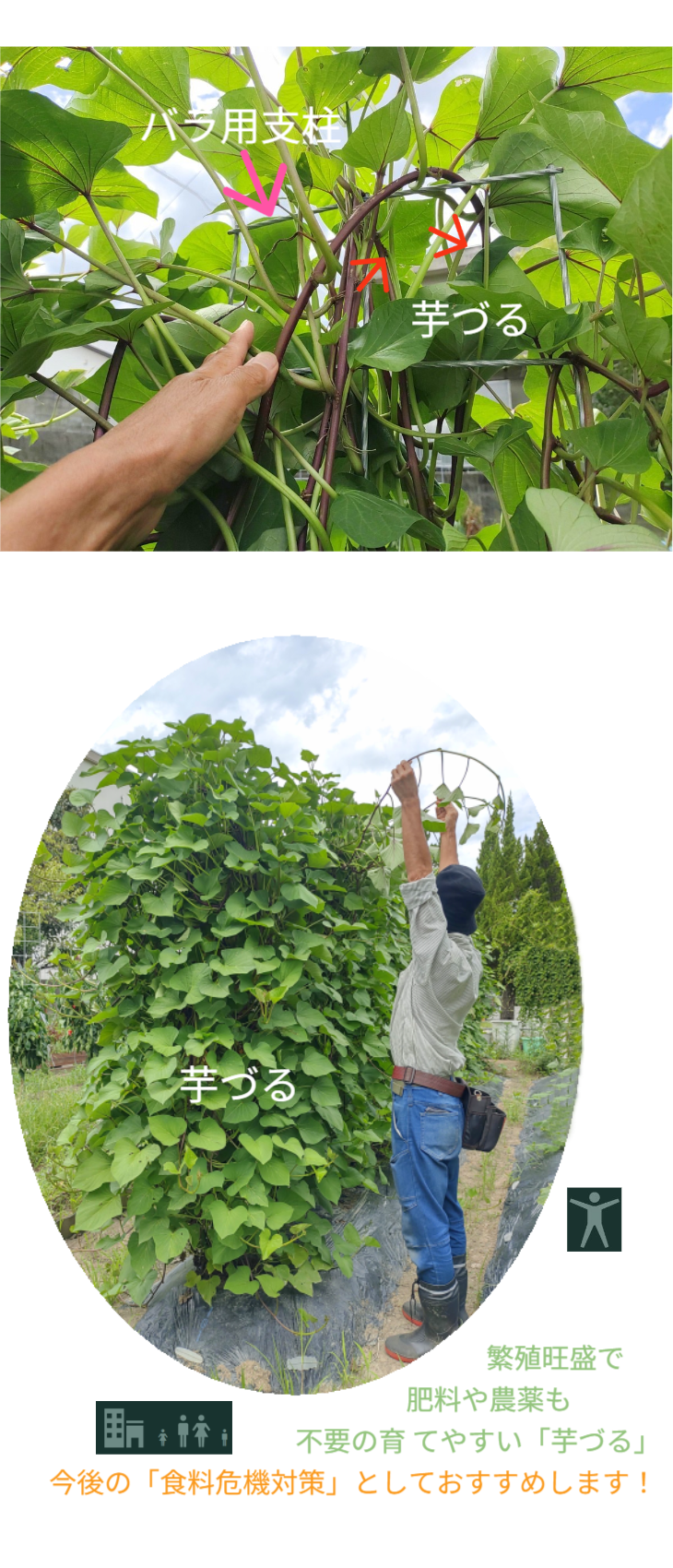 「バラ用支柱」のコンセプト画像。「目線の高さで楽しめる垂直栽培の魅力」。高さ200cmの支柱が、花や緑を人の視界レベル（アイレベル）まで持ち上げ、美しい景観を作ると同時に、外部からの視線を自然に遮る「見せないガード」としての機能を示唆。 / Concept text: "Charm of Vertical Cultivation enjoyed at Eye Level." Indicates that the 200cm trellis lifts plants to human height, creating a beautiful floral landscape that also serves as a natural privacy shield against outside eyes.