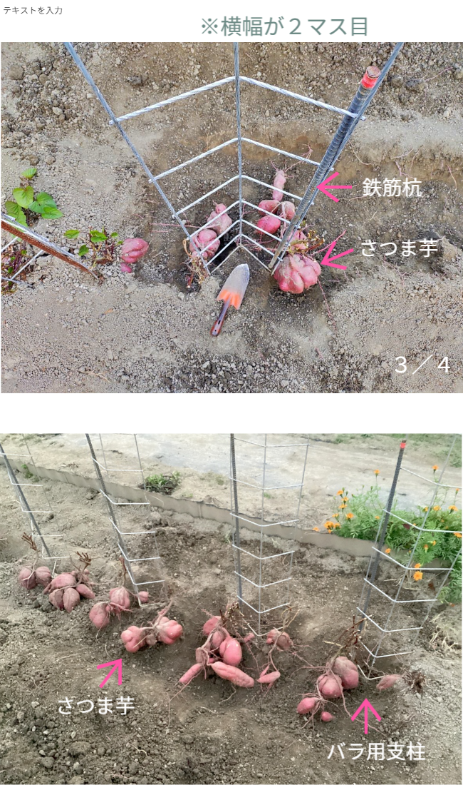 人の背丈を超える高さまで成長したマリーゴールドの垂直栽培実例。一般的な園芸支柱では支えきれないボリュームを、高さ200cmのバラ用支柱が堅牢に保持。「目線の高さで楽しめる」という魅力に加え、敷地境界における自然な目隠し効果も発揮。 / Vertical cultivation of Marigolds growing taller than a person. The 200cm Rose Trellis firmly supports the heavy volume that ordinary poles cannot. Creates a beautiful "flower wall" that functions as a natural privacy screen.