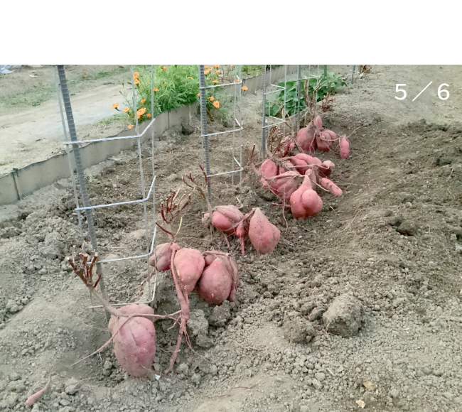 人の背丈を超える高さまで成長したマリーゴールドの垂直栽培実例。一般的な園芸支柱では支えきれないボリュームを、高さ200cmのバラ用支柱が堅牢に保持。「目線の高さで楽しめる」という魅力に加え、敷地境界における自然な目隠し効果も発揮。 / Vertical cultivation of Marigolds growing taller than a person. The 200cm Rose Trellis firmly supports the heavy volume that ordinary poles cannot. Creates a beautiful "flower wall" that functions as a natural privacy screen.