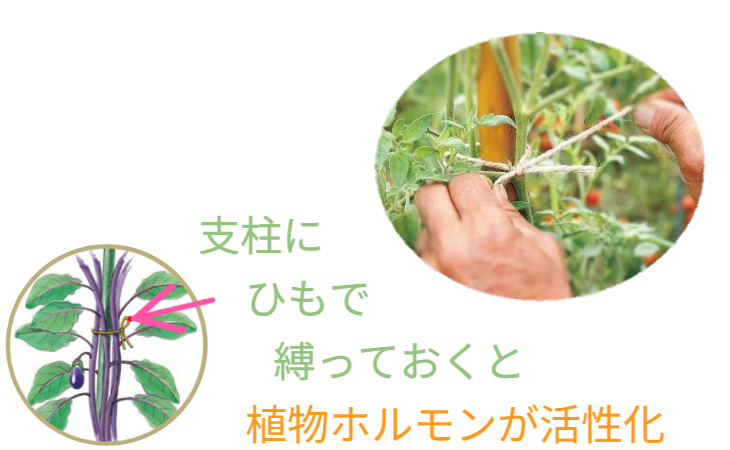 「バラ用支柱」のコンセプト画像。「目線の高さで楽しめる垂直栽培の魅力」。高さ200cmの支柱が、花や緑を人の視界レベル（アイレベル）まで持ち上げ、美しい景観を作ると同時に、外部からの視線を自然に遮る「見せないガード」としての機能を示唆。 / Concept text: "Charm of Vertical Cultivation enjoyed at Eye Level." Indicates that the 200cm trellis lifts plants to human height, creating a beautiful floral landscape that also serves as a natural privacy shield against outside eyes.