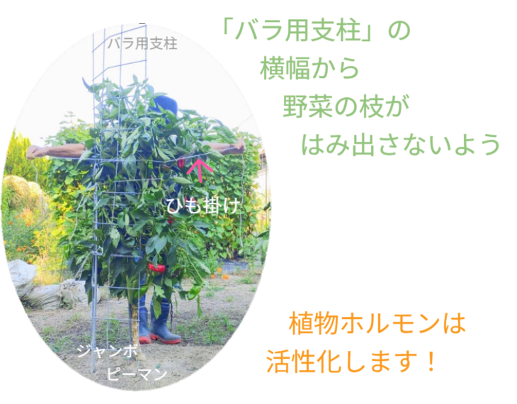 「バラ用支柱」の独自性を解説するセクション見出し。「オンリーワンとは」。他社製品とは一線を画す特許技術や、機能美と防犯性を両立させた独自の構造について、その理由を紐解く導入部。 / Section Heading: "What makes it 'Only One'?". Introduction explaining the unique patented technology and structure that differentiates the Rose Trellis from ordinary gardening products.