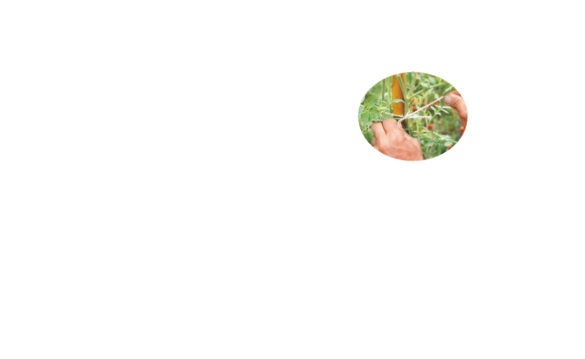 「バラ用支柱」の省スペース性を象徴するキャッチコピー。「新聞紙1枚程（見開き）の広さがあれば、さつまいもの垂直栽培が可能です」というメッセージ。狭小地でも設置可能なため、都市型ガーデニングや防犯対策の導入障壁を下げる。 / Catchphrase highlighting space efficiency: "Vertical Sweet Potato Cultivation is possible with just the space of a spread newspaper."