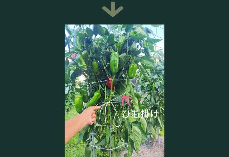 ピーマンが沢山収穫できている状態（専用支柱の裏側）