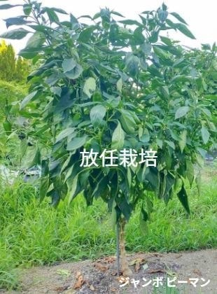 支柱とピーマンの後ろから支柱にヒモ掛けをしている男性