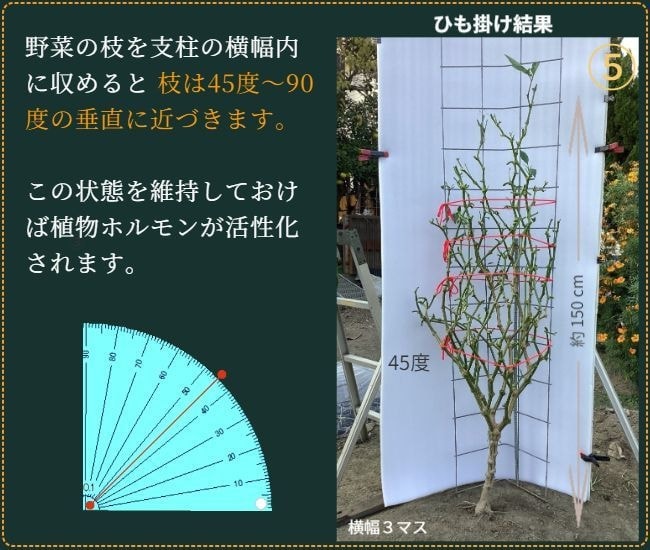 ヒモ掛けが済んだピーマンの葉を除去した状態（正面から）