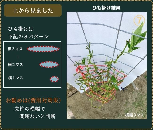 ヒモ掛けが済んだピーマンの葉を除去した状態（正面から）