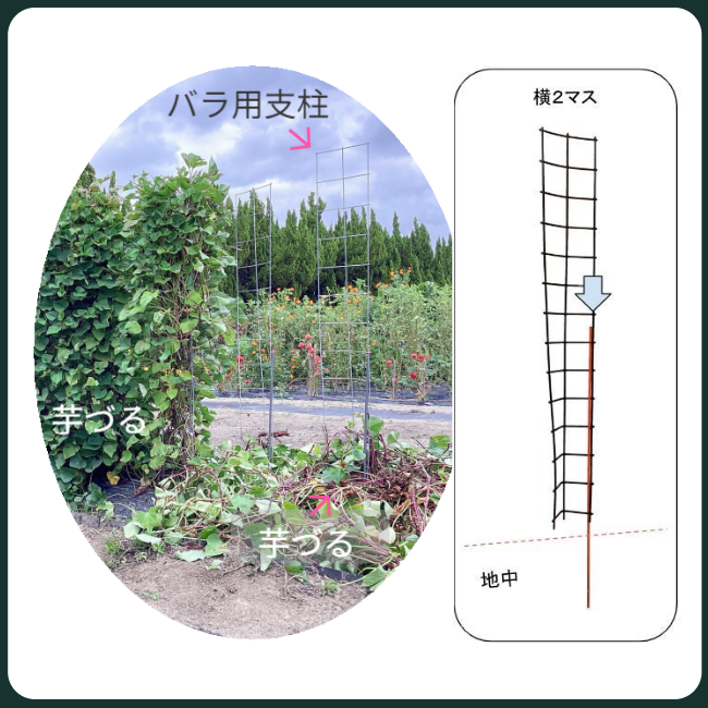 専用支柱二つには芋づるがまだ栽培されているが、残りの二つは芋づるが支柱の下に取り除かれた状態です。芋づるが除去される前後の状態と取り除かれた芋づるのボリュームが良く理解できます。専用支柱一つに芋苗は２本（株間約30cm）／専用支柱の横幅が約30cmです。