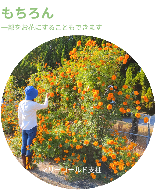 もちろん、一部をお花にすることもできます。※写真にはさつまいも垂直栽培「専用支柱」を使ったマリーゴールドの垂直栽培と女性を正面から見た状態が写っています。